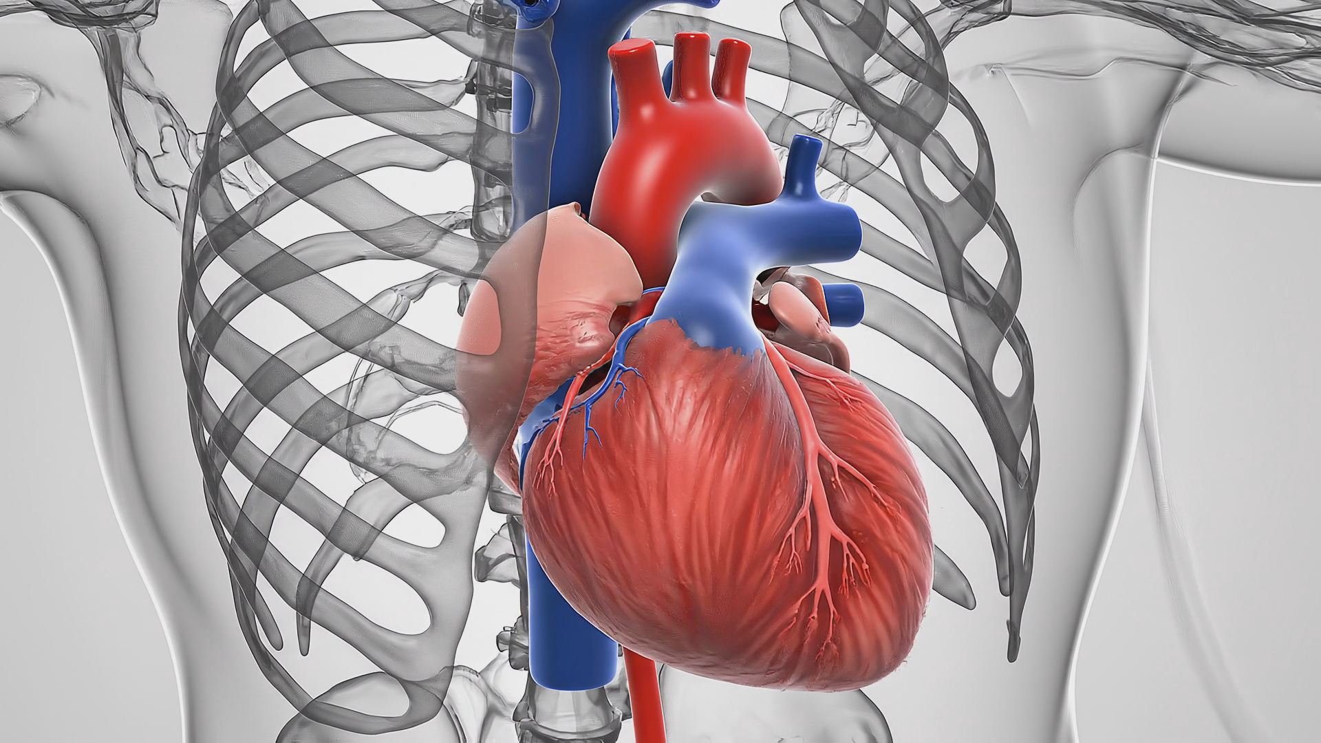 3D accurate depiction of a heart pumping inside a transparent body model