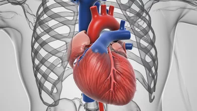 3D anatomy of a beating heart, created with VideoGen